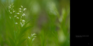 Dziki Hajmat - Buławnik mieczolistny